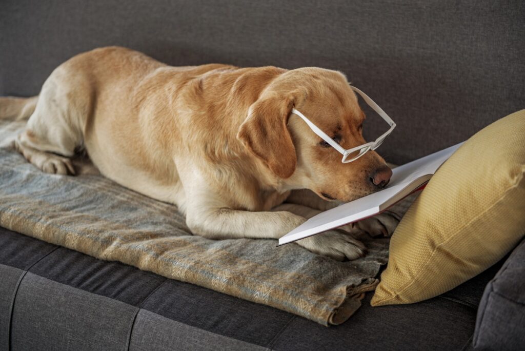 The "Smart Dog" Fallacy: Why You Don't Need to Master Every Part of Writing